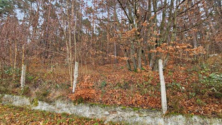 kleiner eigener Wald.jpg