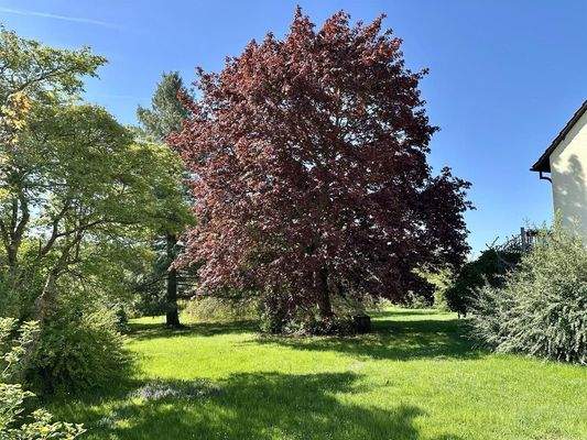 Garten mit Baumbestand