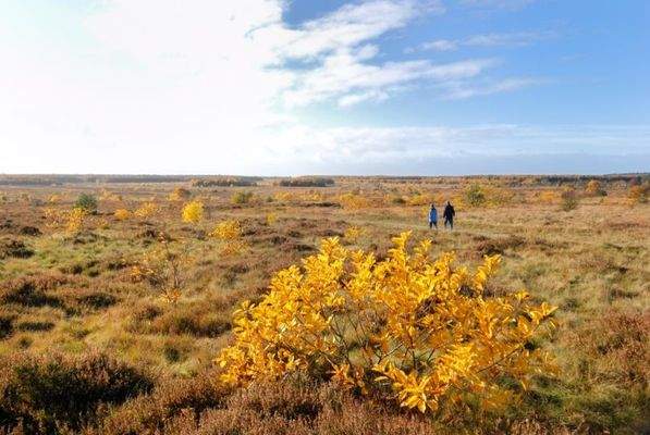 Wanderwege führen durch die Heide.jpg