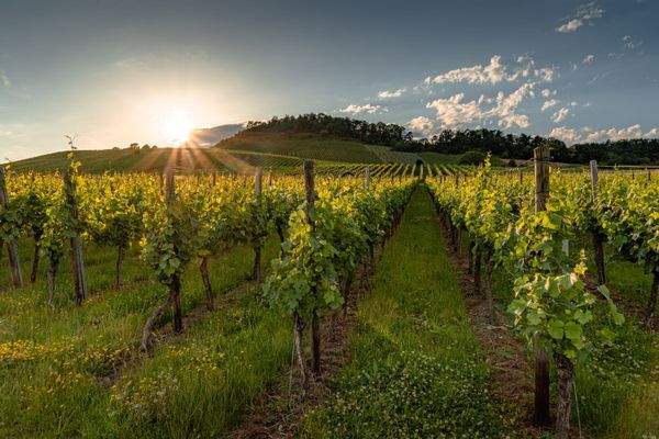 Ensingen, der schöne Weinort