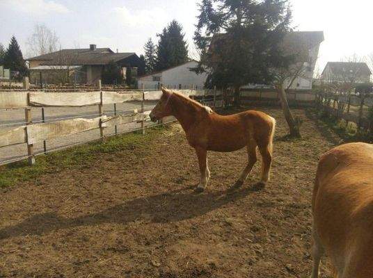 Bilder von der Koppel.jpg