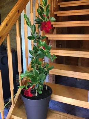 Holzinnentreppe zum OG mit Galerie