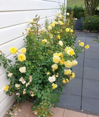 Ferienhaus Holland kaufen07