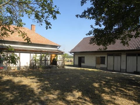 Csengele Bauernhöfe, Landwirtschaft, Csengele Forstwirtschaft