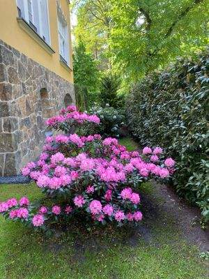 Rhododendron im Garten