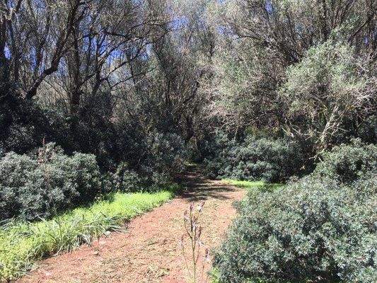 Grundstück mit Projekt für ein Haus mit Pool zum Verkauf in Felanitx, Mallorca.