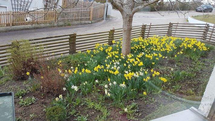 Walnussbaum Frühling