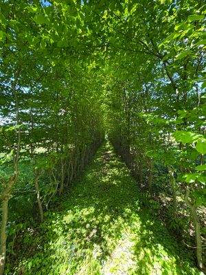 Allee zum Pulverturm