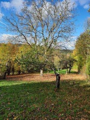 Grundstück und Obstbäume
