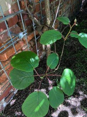 Musk. 14 Ranke 2024.jpg