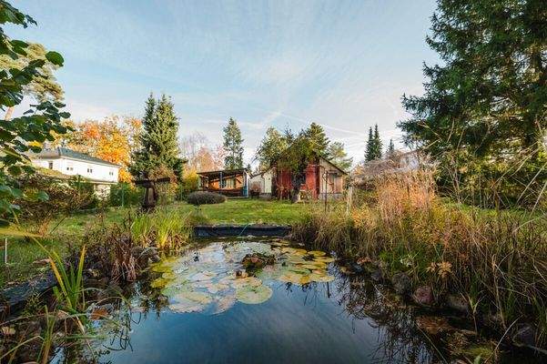 Seerose im kleinen Teich