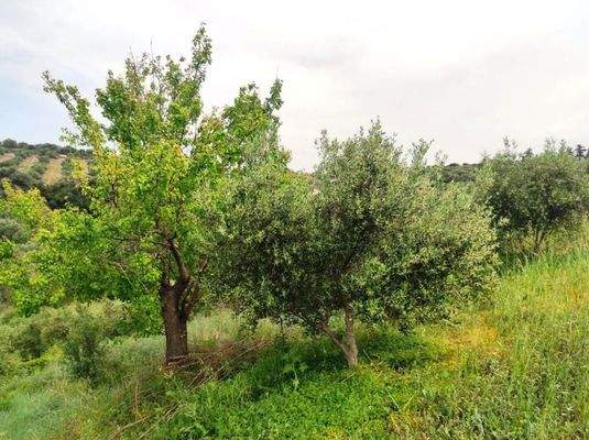Kreta, Kastellos: Grundstück mit Meerblick zu verkaufen