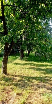 Wunderbare Obstbäume zum Naschen