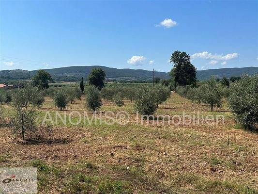 Wiese und Olivenhain