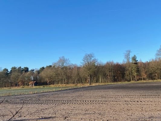 Blick zum Wald.jpg