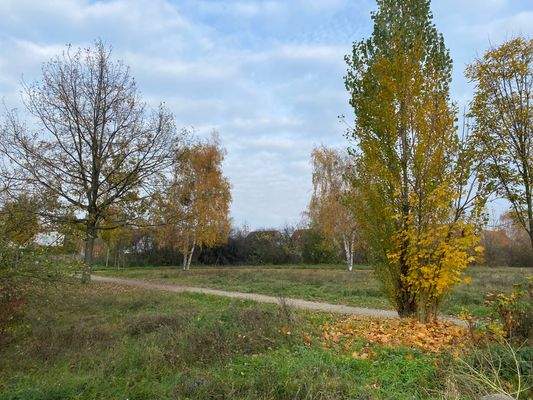 Naturschutzoase vor dem Haus