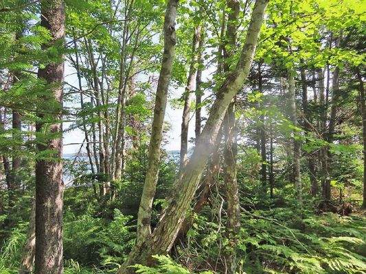 Cape Breton - Tolles Atlantik-Grundstück in herrli