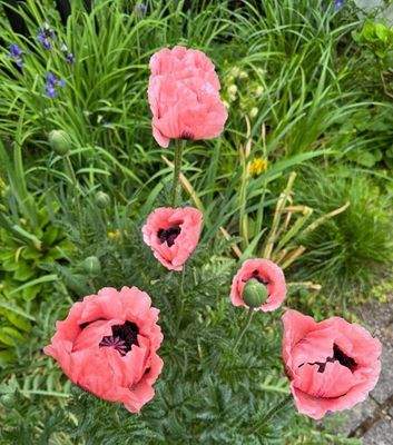 Schon bald im eigenen Garten?