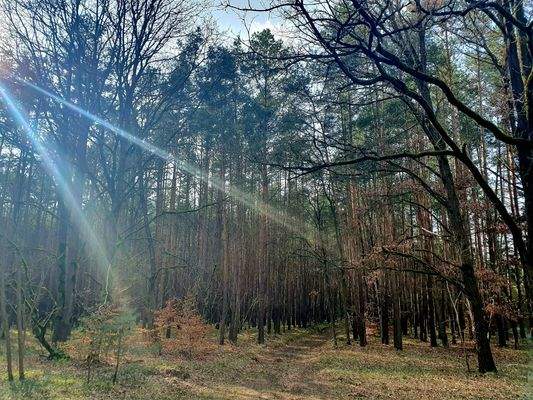 straßenseitiger Waldrand