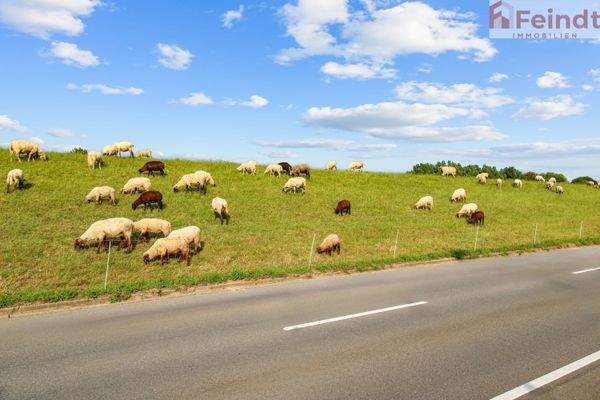 Tierische Begrüßung auf dem Weg nach Hause