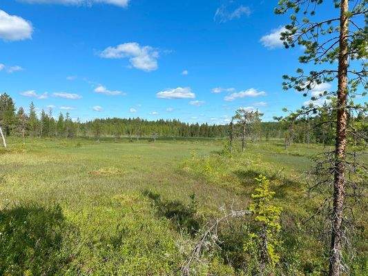 Blick über Moorfläche.JPG