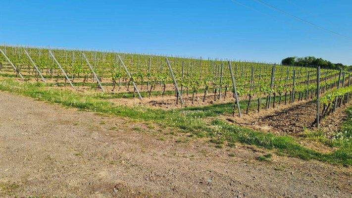 Weinberge gegenüber der Garage