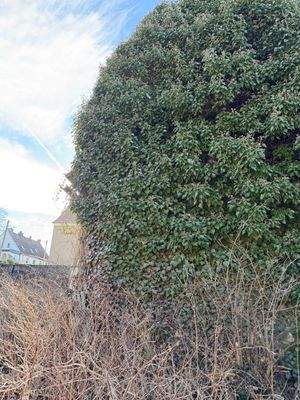 Hinter dem Efau verbirgt sich eine alte Scheune