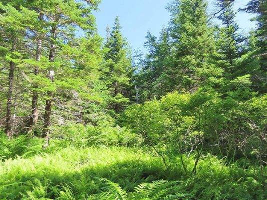 Cape Breton - Big Pond - East Bay Hills - Großzügi