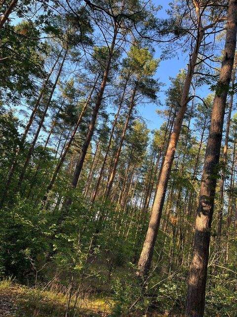 Friedland Bauernhöfe, Landwirtschaft, Friedland Forstwirtschaft