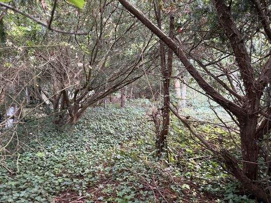 Blick zum zweiten Flurstück