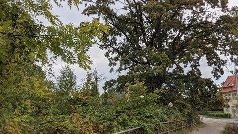 Anklam Grundstücke, Anklam Grundstück kaufen