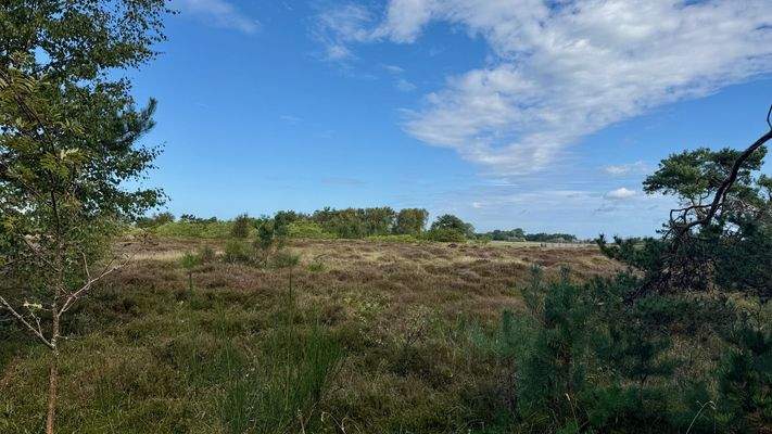 Blick in die Heide - 1