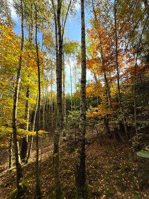 Blick in den Wald 1.JPG