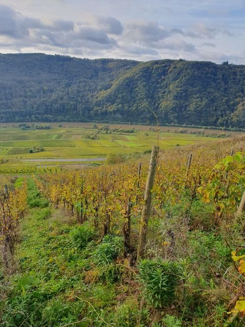 Zell (Mosel) Bauernhöfe, Landwirtschaft, Zell (Mosel) Forstwirtschaft