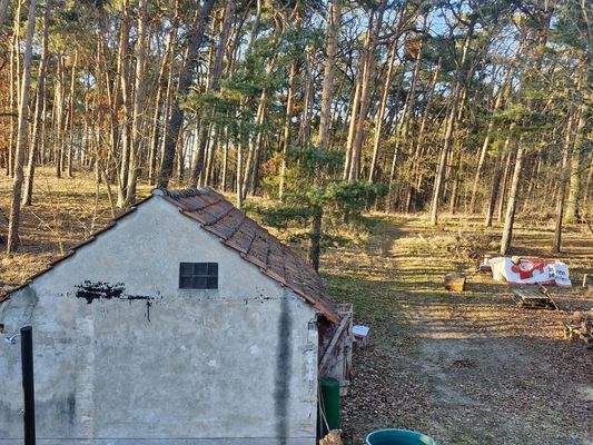 massives Nebengelass mit Blick auf den Wald