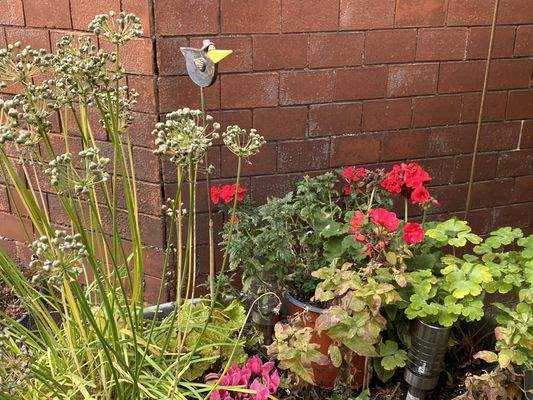 gepflegtes Blumenbeet