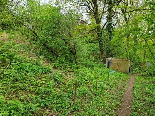 Ihre zukünftige grüne Lunge?