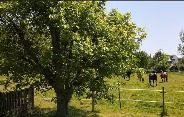 Garten IV.jpg