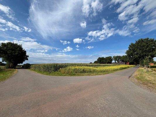 Ackerland mit Maisbestand