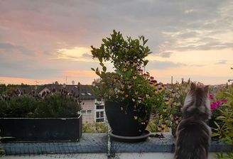 Wo genau war der Kölner Dom?