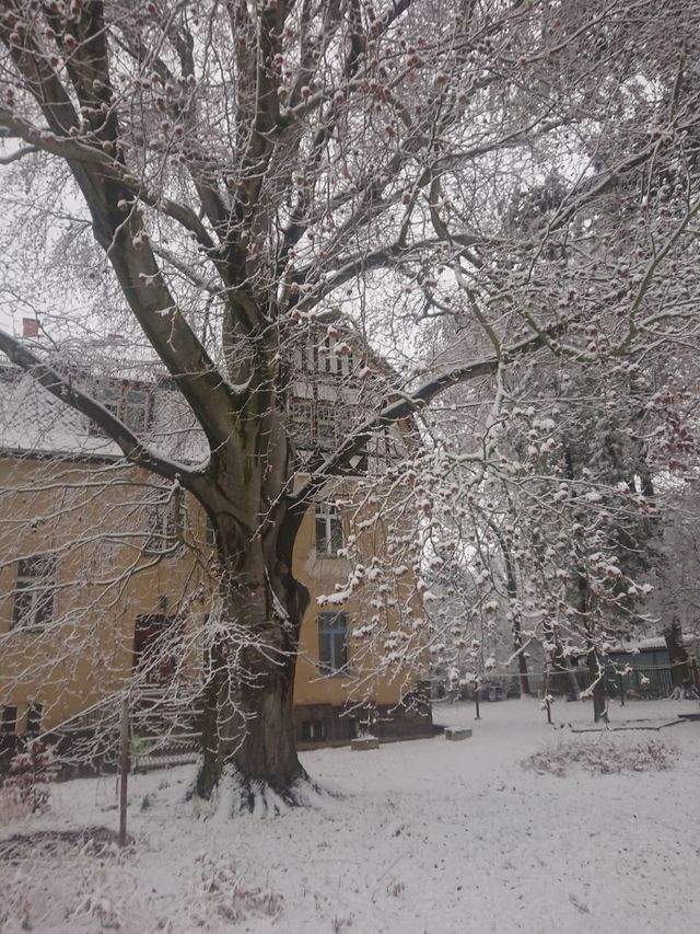 Mega schöne historische 4 Raum Wohnung Werdau Stadtrand zu vermieten - Foto 5