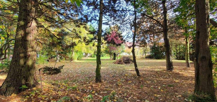 Ansichten - Grundstück - Wald 