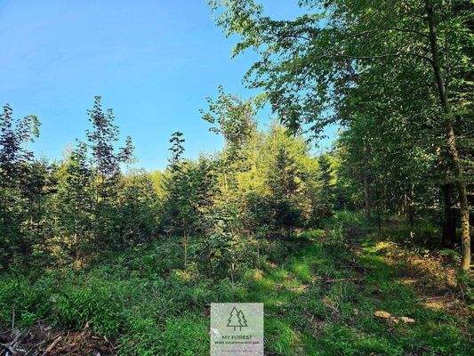 waldverkauf-ingolstadt_16.jpg