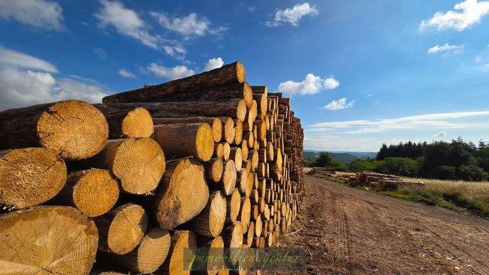 Auch an Holz mangelt es nicht