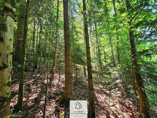waldverkauf-hoechenschwand_20.jpg