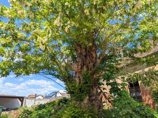 Alter Baum vor der Scheune