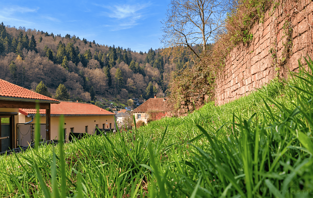 Wiese hinterm Haus WHG