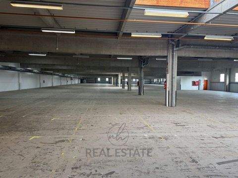 Bad Oldesloe Halle, Bad Oldesloe Hallenfläche