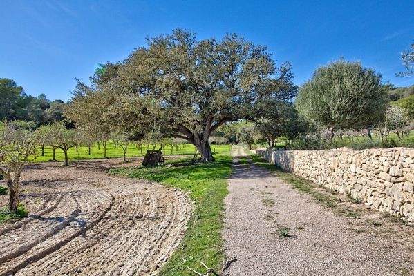 Montuiri Mallorca Landhaus finca zu verkaufen Eiche 89021