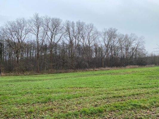 Blickrichtung Wald. Dahinterliegend die Autobahn A23.jpg